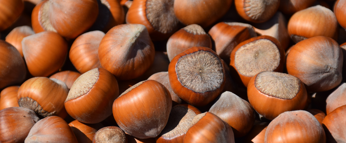 Haselnuss-Ernte: Zeitpunkt, Tipps und Verarbeitung