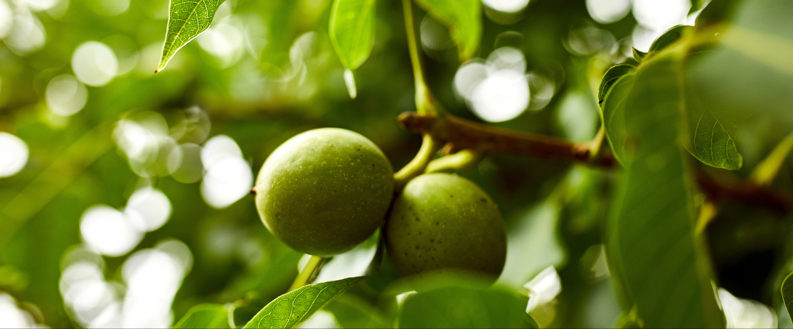 Wissenswertes über Nüsse: Der Walnussbaum