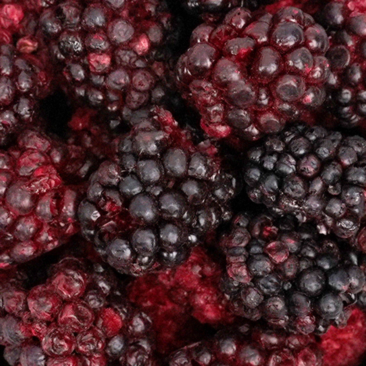 Brombeeren - gefriergetrocknet