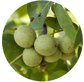 Walnuts grow on a delightfully-green deciduous tree.