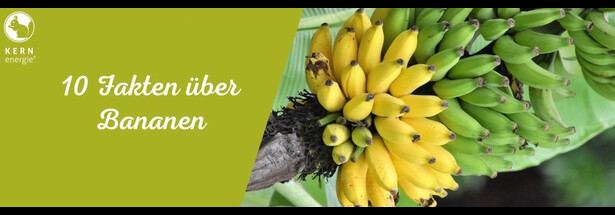10 Fakten über Bananen