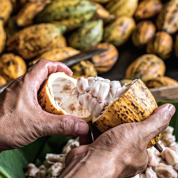 Kakaobohnen in der Frucht