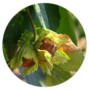 Most Hazelnuts are grown in Turkey.