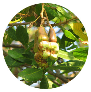 The Cashew Tree reaches a height of up to 12 - 15 Meters.