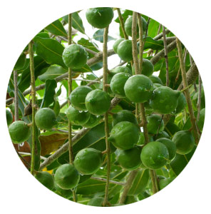 The Macadamia is at home on the tropical east coast of Australia.