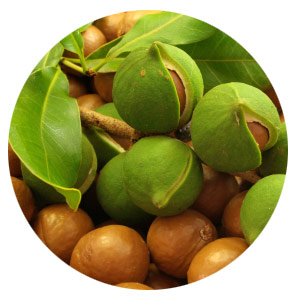 The Shell of the Macadamia has a thickness of approximately 3mm.