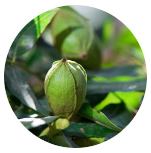 The Pecan tree grows up to 30 Meters in height.