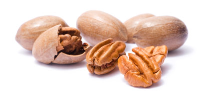 The Pecan was already popular since the 1600's in colonial America