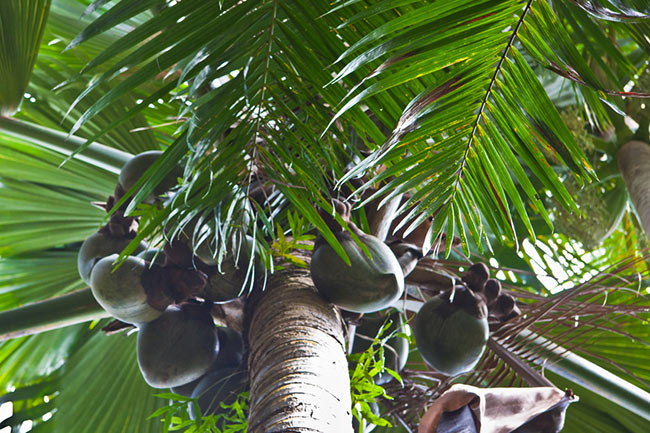 Auf den Seychellen wächst die sogenannte Coco de Mer (Meeres-Kokosnuss)