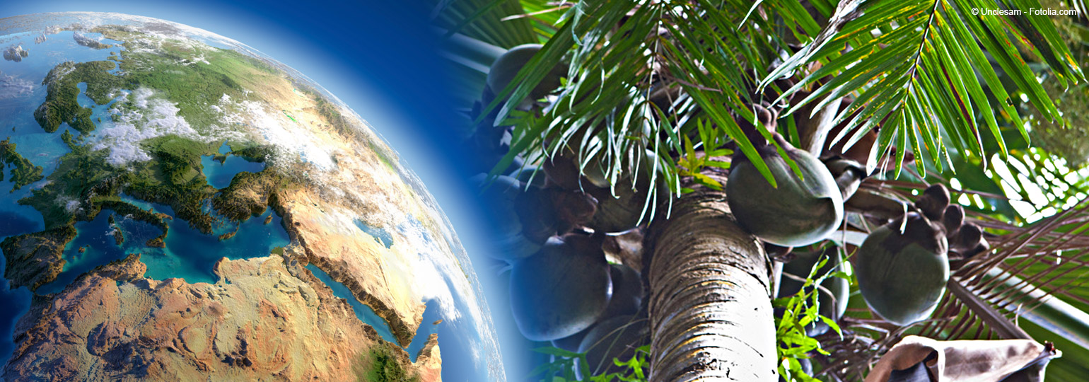 Coco de Mer: Die größte Nuss der Welt