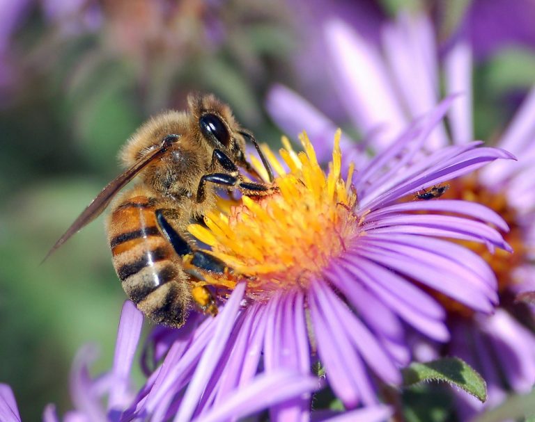 Trachtquelle Bienenhonig