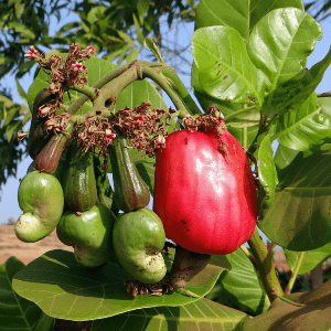 Cashewbaum