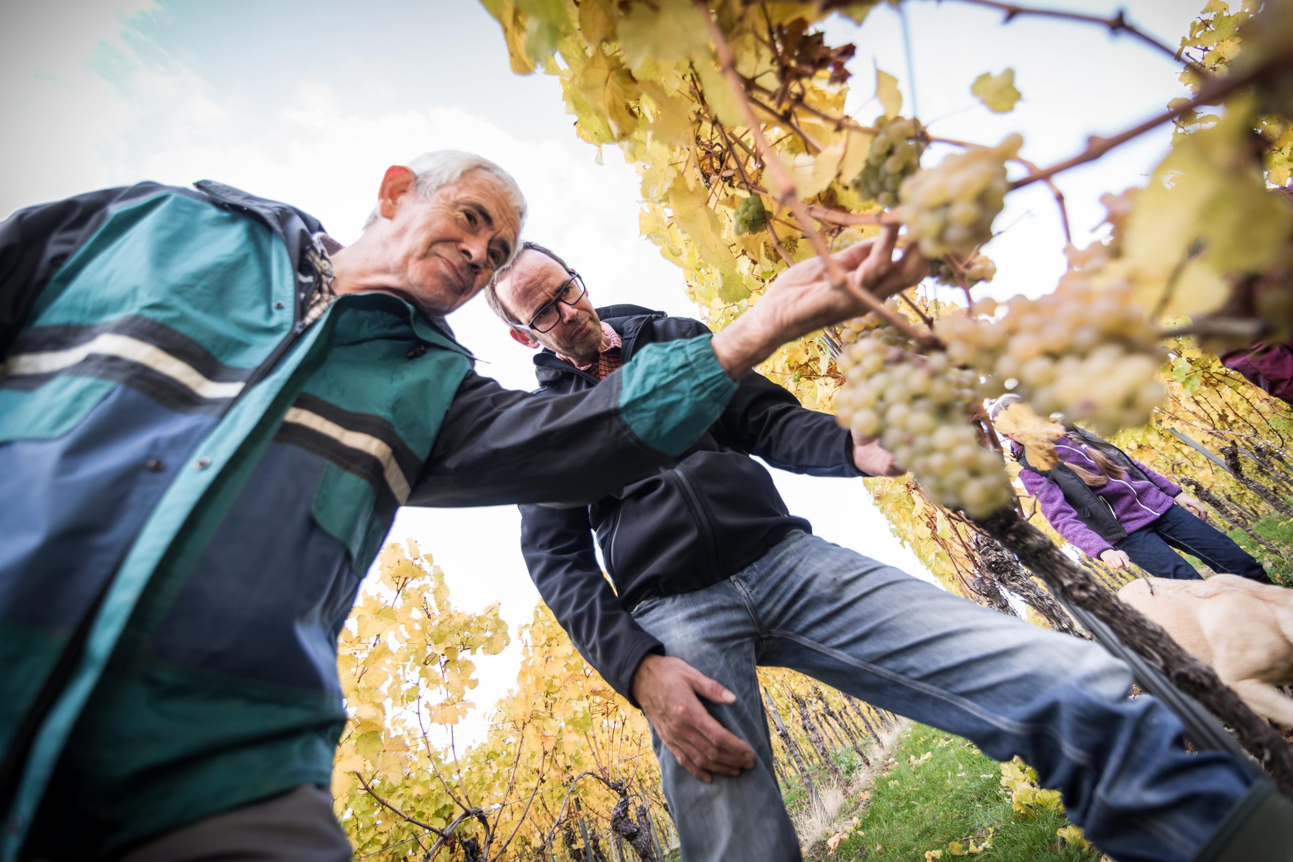 Weingutbesitzer Rainer Marx begutachtet die Reben in seinem Weinberg