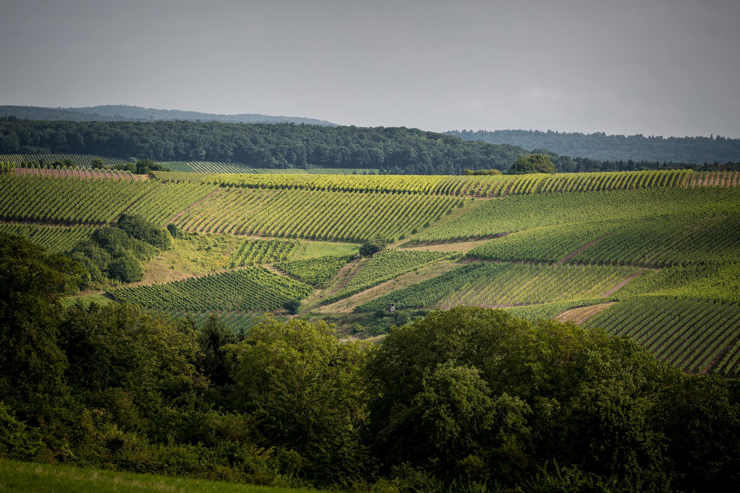 Panoramablick über den grünen Weinberg Sonnenmorgen vom Weingut Marx